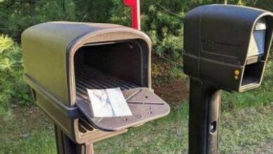 Photo of Keeping Mail Carriers Safe from Wasp Nests