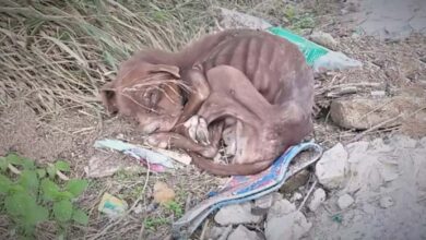 Photo of The Poor Abandoned Dog Trembled In Search Of Life And A Forever Home When It Was Abandoned By Its Cruel Owner ‎