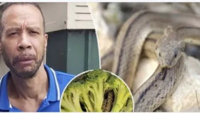 Photo of A Startling Surprise Inside a Bag of Broccoli: A Snake!