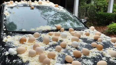 Photo of My Neighbor Threw Eggs at My Car Because It Was ‘Blocking the View’ of His Halloween Decorations