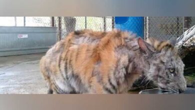 Photo of Neglected out of ignorance, tiger is rescued from circus – look at her miraculous transformation