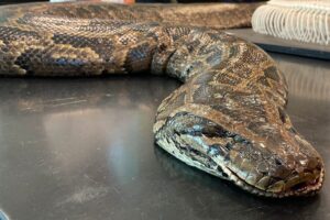 Photo of Farmer Spots Large Python Spitting Up His Meal, Devastated When He Realizes Who Is Missing