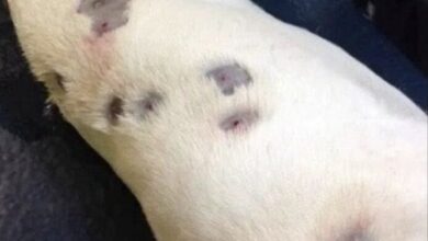 Photo of She thought dog was full of bites – then vet looks closer and calls the police