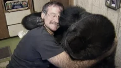 Photo of Robin Williams and Koko: A Heartwarming Connection