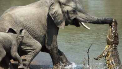 Photo of Crocodile catched little elephant’s trunk when he was drinking a water! See what happened after