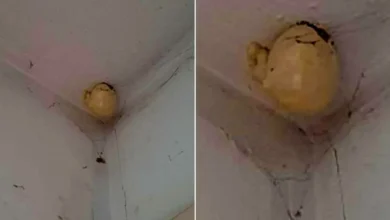 Photo of A woman noticed a very strange “egg” on the ceiling of her room and asked on Facebook what is that