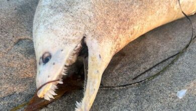 Photo of ‘Horrifyingly goofy’ creature washes onto Southern California beach