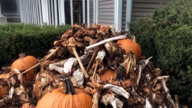 Photo of To get rid of them, my neighbors threw their shabby Halloween decorations in my yard, but I also gave them a lesson.